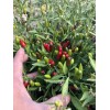Chili Hot Peppers birds eye/ Siling Labuyo Chili hot Peppers