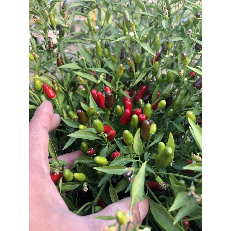 Chili Hot Peppers birds eye/ Siling Labuyo Chili hot Peppers