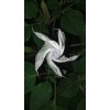 Buy Rare Seeds Datura wrightii | 10_Seeds