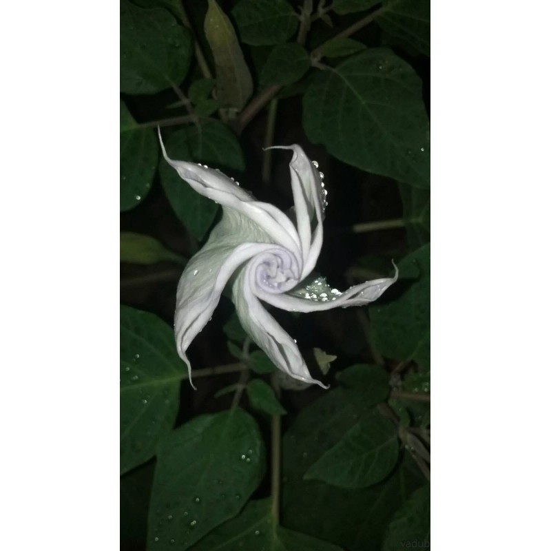 Buy Rare Seeds Datura wrightii | 10_Seeds