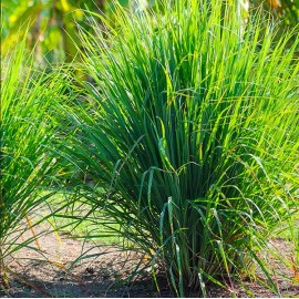 Mai's Fmaily West Indian Lemongrass Seeds | Natural Mosquito Repellent | Fresh Non-GMO - 50 Seeds (No tracking for orders under $15)