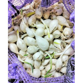 TomorrowSeeds - Snowball White Onion Sets (Bulbs) Seeds - 4 Pounds - Variable Set Sizes - for 2026 Planting Gardening Sweet Excellent Storage Noon Intermediate Day Neutral Onions Grow Your Own Home