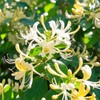 210+ Mix Honeysuckle Seeds for Planting in Home Garden- Non-GMO