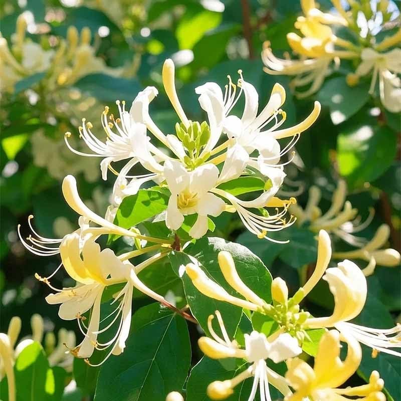 210+ Mix Honeysuckle Seeds for Planting in Home Garden- Non-GMO