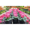 GARDENERA Premium Potting Soil Blend for Cyclamen - The Ultimate