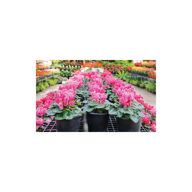 GARDENERA Premium Potting Soil Blend for Cyclamen - The Ultimate