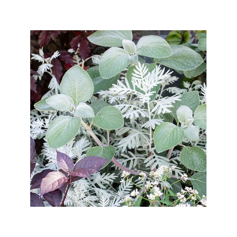 2 Live Swedish Ivy Silver Plants 4-6in Indoor Outdoor Houseplants