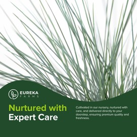 Elijah Blue Fescue Grass - Live Plant Perennial, ICY Blue Ornamental Grass for Outdoor Landscaping - Drought Tolerant, Low Maintenance, Compact Garden Plant (1GAL, 6IN, 9-Pack)