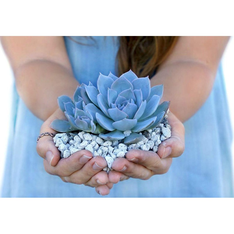 3 Gallon Bag Garden Pumice (3/8" Stone) - 12lb