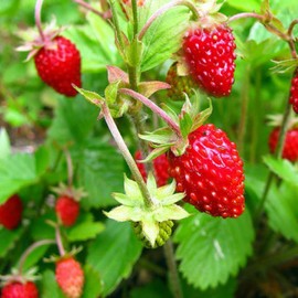 KIRA SEEDS - Seeds Alpine Strawberry Alexandria - Everbearing Fruits for Planting - GMO Free