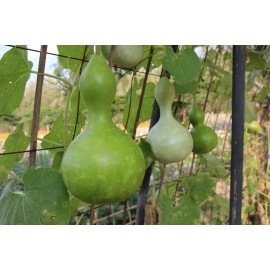 Mai's Family Birdhouse Gourd Seeds- Bầu Hồ Lô- HEIRLOOM NON-GMO - 25+