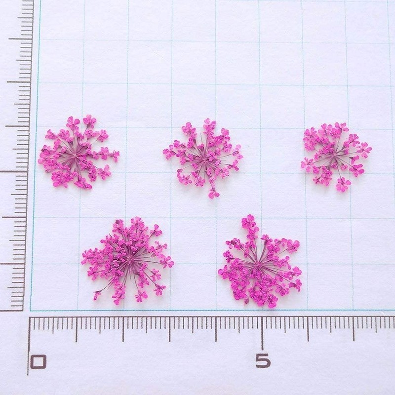 Dried Flower Lace Pressed Flowers 60 Pieces Resin Art or