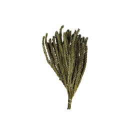 Vickerman 12-16" Green Buxifolia - Mini, 4 oz Bundle, Preserved