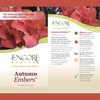 Encore Azalea Embers Azalea, 2 Gal, Red