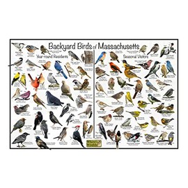 Where's Wildlife Backyard Birds of Massachusetts - Laminated Poster - Horizontal Bird Identification Chart (12" x 18")