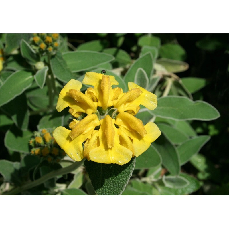 Buy Rare Seeds Phlomis fruticosa | Shrubby Jerusalem Sage |