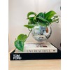 Havenstone Home Acrylic Disco Ball Holder Base, Disco Ball Planter