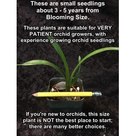 Orchid Insanity -- Mystery no-tag Cymbidium seedlings for Patient Growers Huge Variety no ID Tags, 3+ Years Until Blooming Size (not in-Bud/Bloom)