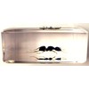 37mm Real Weaver Ant in Crystal Clear Lucite Resin Specimen