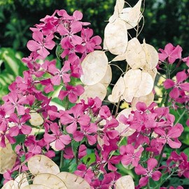 KIRA SEEDS - Seeds Silver Dollar - Money Plant Lunaria - Biennial Flowers for Planting