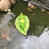 Ruerlity Floating Frog on Leaf for Garden Pond Decor Swimming
