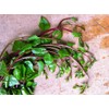 TomorrowSeeds Red Stem Malabar Spinach Seeds | Basella Alba Rubra