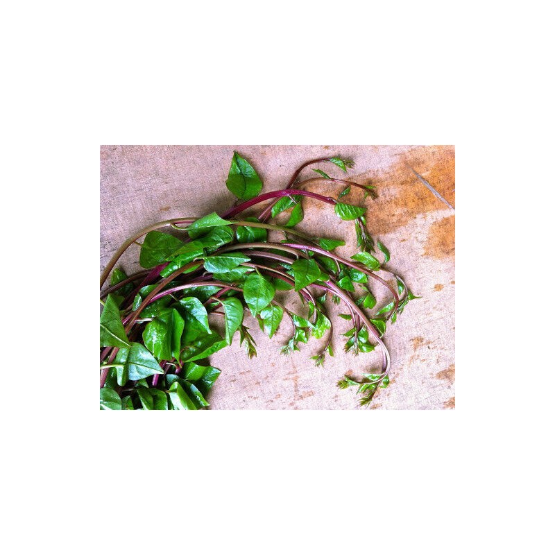 TomorrowSeeds Red Stem Malabar Spinach Seeds | Basella Alba Rubra