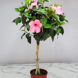 Braided Hibiscus Tree in Nursery Pot - Seminole Pink - Hibiscus Plants Live - Overall Height 38" to 44" - Tropical Plants of Florida