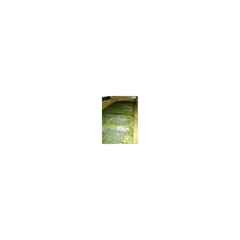 2024 New Tea Tea Hinokuchien Special - Chiran - Gotake