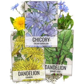 Seed Needs, Dandelion Seed Packet Collection (3 Varieties of Seeds for Planting) Non-GMO & Untreated - Common Dandelion, Chicory/Italian Dandelion & Garnet Stem Dandelion