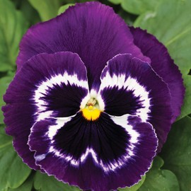 Outsidepride Viva La Violet Viola Pansy Seeds for Planting - 50 Pcs. Biennial, Cold-Hardy & Pollinator Friendly Flowers with Fragrant Blooms for Garden Beds, Borders & Container Displays