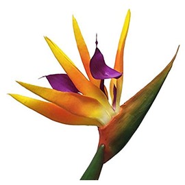 AMERIQUE Gorgeous Pack of Three (3) Large 43" Real Touch Bird of Paradise Artificial Silk Flower Sprays, Feel Real Tech, Large Permanent Flower, Super Quality, 3 Pieces