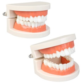 Diyiming Diyiming 2Pcs Standard Teeth Model Dental Care Model, Child Brushing Teaching Demonstration Study False Anatomical for Teaching, Kids, Patient, Studying, Displaying
