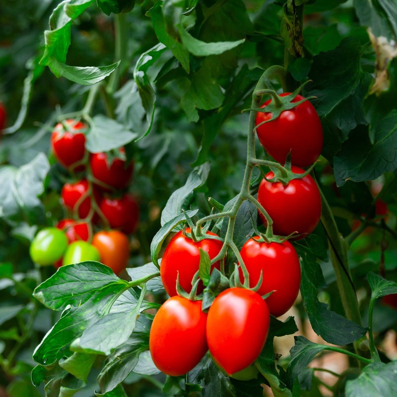 Organic Tomato Seeds (Roma) - Approx 75 Seeds - USDA