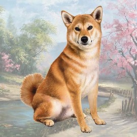 Shiba Inu Absorbent Stone Coaster - Cork Back helps prevent scratches on furniture - No more Water rings on Furniture