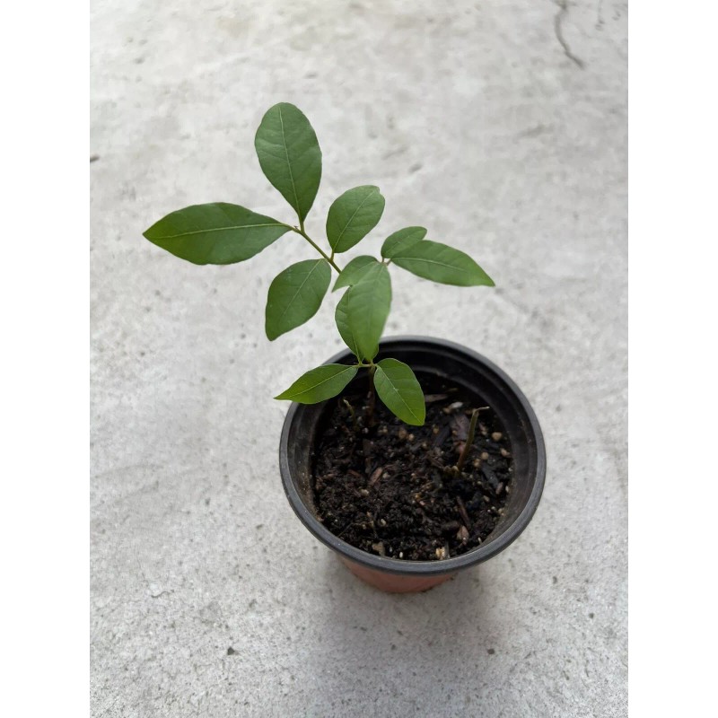 Longan 1 Longan Dimocarpus Dragon Eye With Pot 8” Seedling