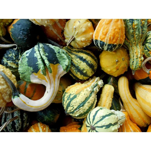 CZ Grain 10 Mixed Small Gourds for Display - Iowa Grown Gourds, Not Seeds - 10 Real Gourds to Display - All Natural Decor for Fall or Halloween or Cornucopia