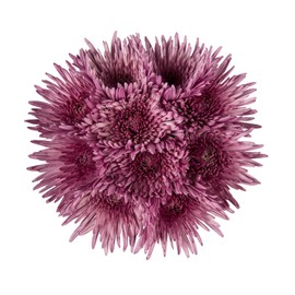 Farm Fresh Natural Pink Spider Mums - 60 Stems