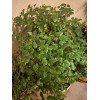 Plantko Organic Swedish Ivy 8 Cuttings $14.99