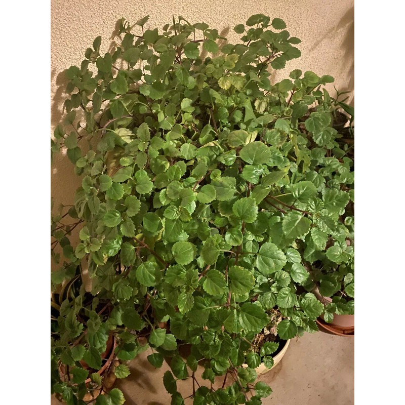 Plantko Organic Swedish Ivy 8 Cuttings $14.99