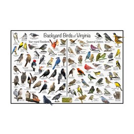 Where's Wildlife Backyard Birds of Virginia - Laminated Poster - Horizontal Bird Identification Chart (20" x 30")
