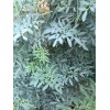 Rue Common Rue Plant 7” With Pot Ruta graveolens Herb