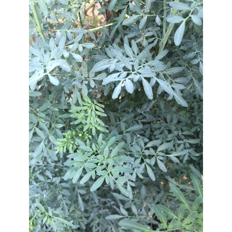Rue Common Rue Plant 7” With Pot Ruta graveolens Herb