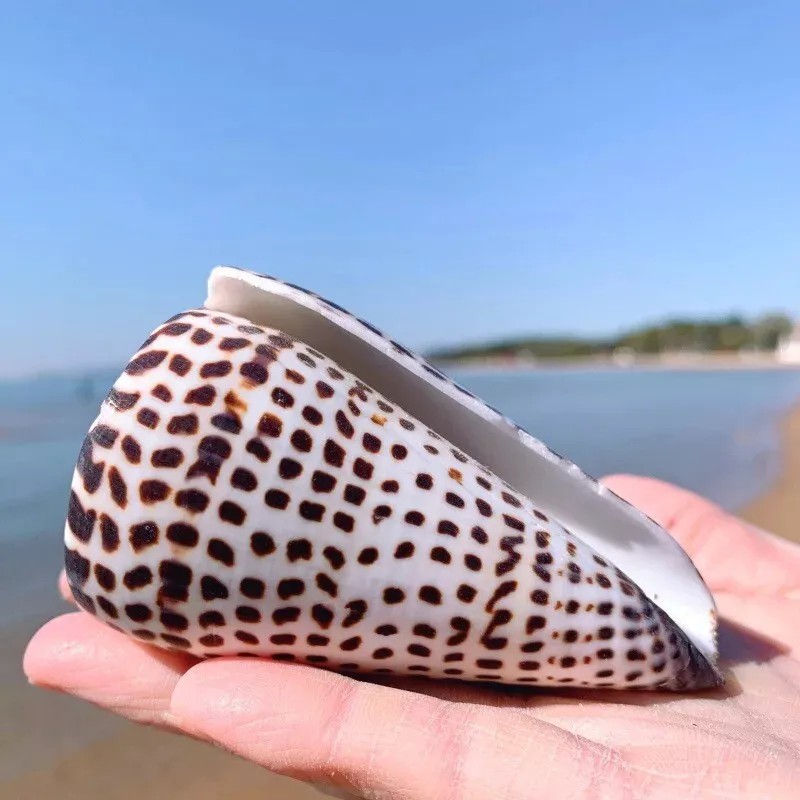 Large Lettered Alphabet Cone Seashell Conus Litteratus Seashell Rare Real