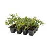 12 Creeping Fig, Live Plants – Ficus Repens – Fast-Growing