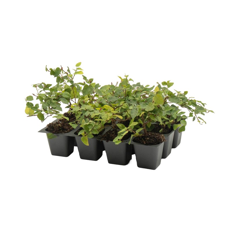 12 Creeping Fig, Live Plants – Ficus Repens – Fast-Growing
