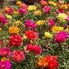 Seeds Moss Rose Double Mix Portulaca Annual Flowers