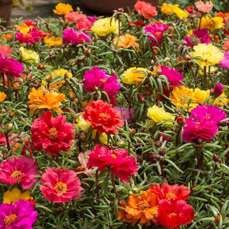Seeds Moss Rose Double Mix Portulaca Annual Flowers
