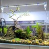 6 Pack Aquarium Suction Cups with Clips - Fish Tank