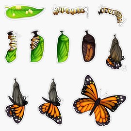 Monarch Butterfly Lifecycle Pack Bumper Sticker Vinyl Decal 5"